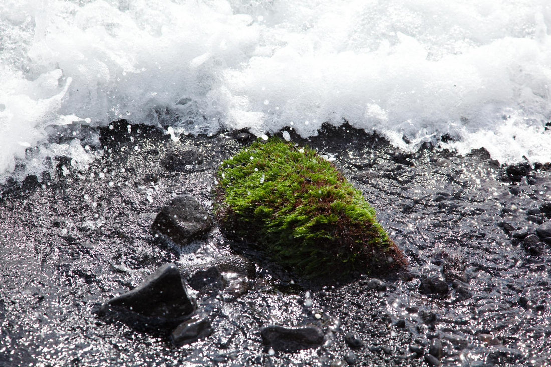 Kalae (Estados Unidos) - Misswood